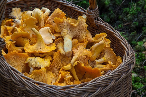 Is it Safe to eat wild mushrooms?