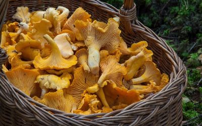 Is Healthy (or Safe) to Eat Wild Mushrooms?