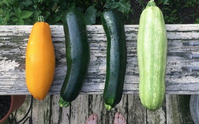 My Go-To Healthy Zucchini Recipes for Summertime